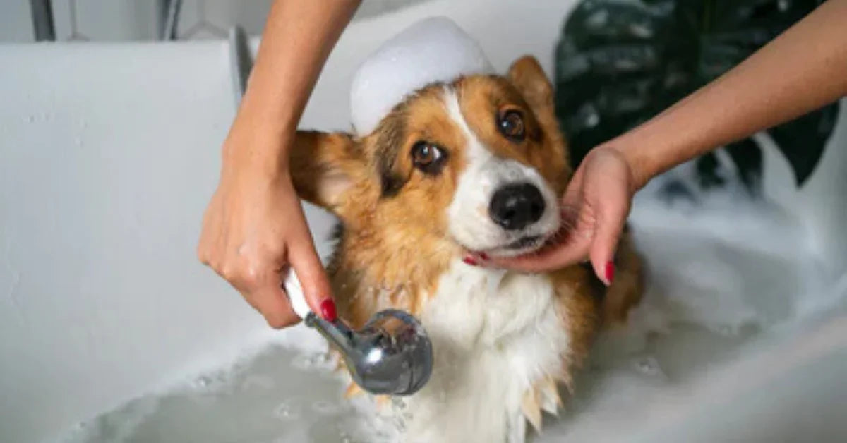 Come lavare il cane in casa?