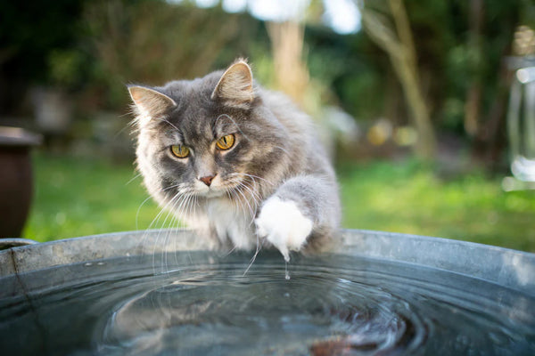 Come lavare il gatto? Consigli pratici e, soprattutto, quando realmente è necessario farlo