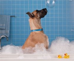 Come lavare il cane in casa?