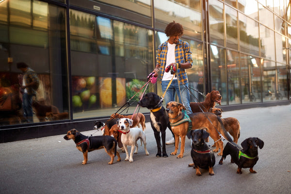 Città pet-friendly nel mondo: delle vere e proprie oasi per i nostri amati cani