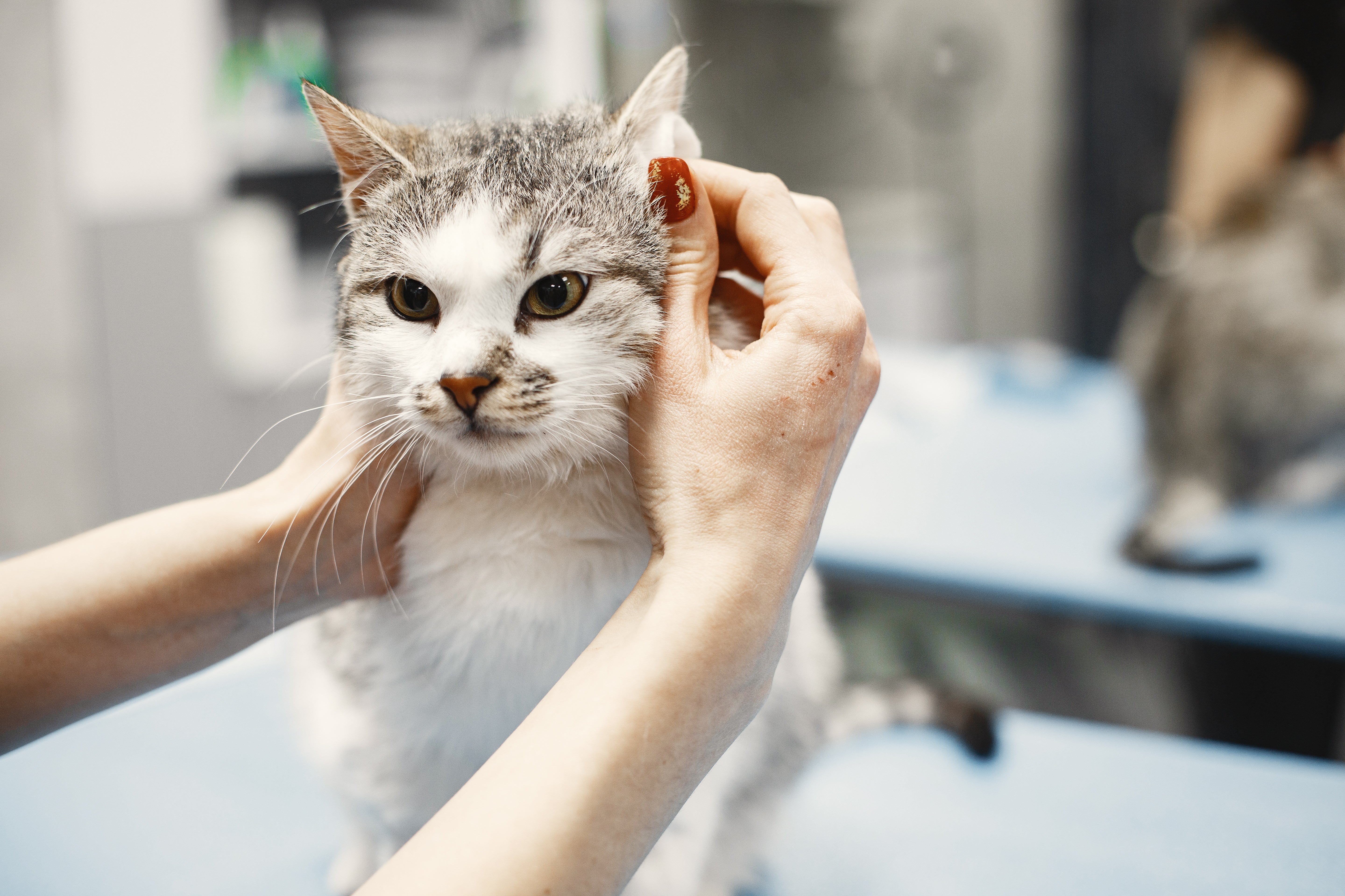 Come lavare il gatto? Consigli pratici e, soprattutto, quando realmente è necessario farlo