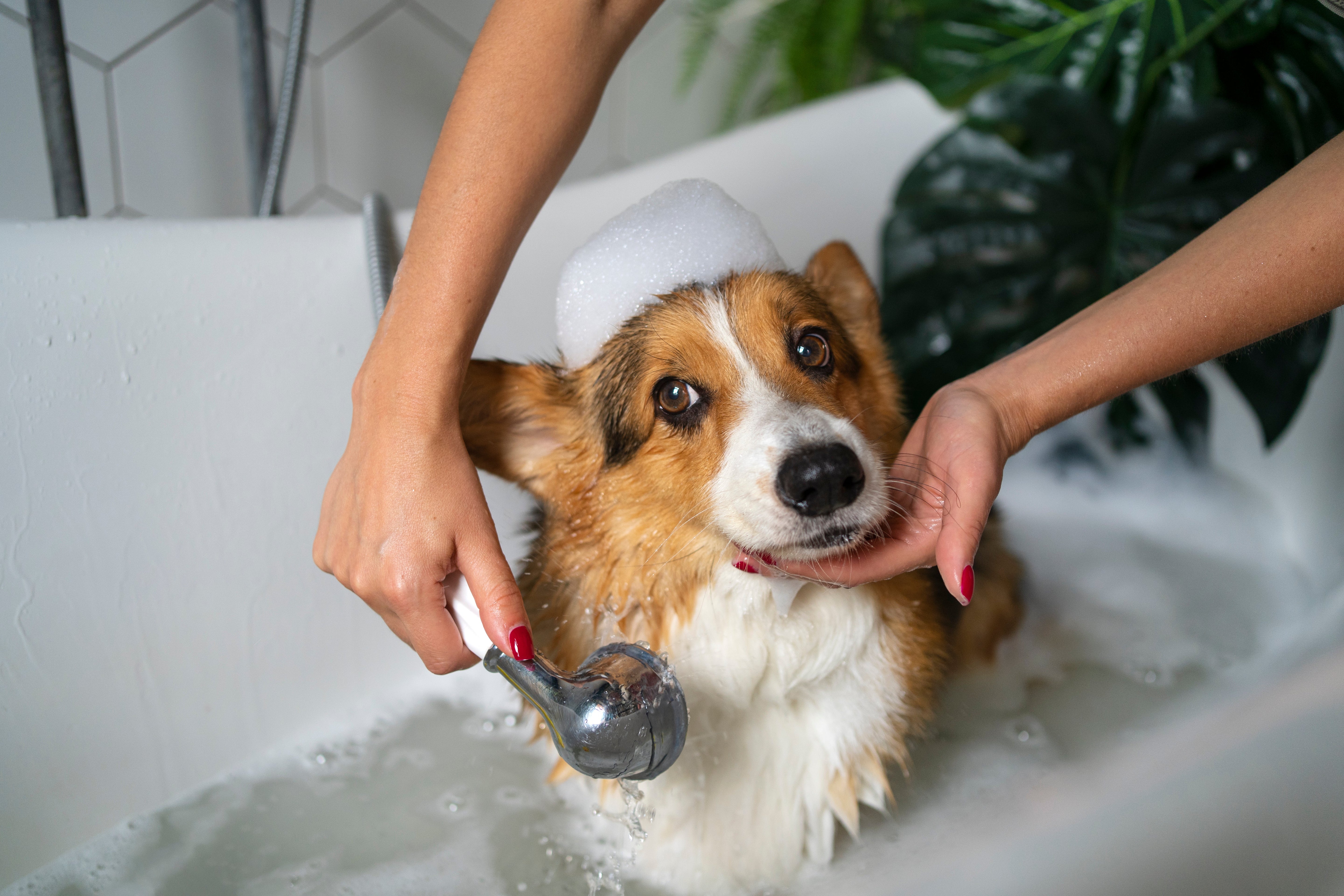 Come lavare il cane in casa?