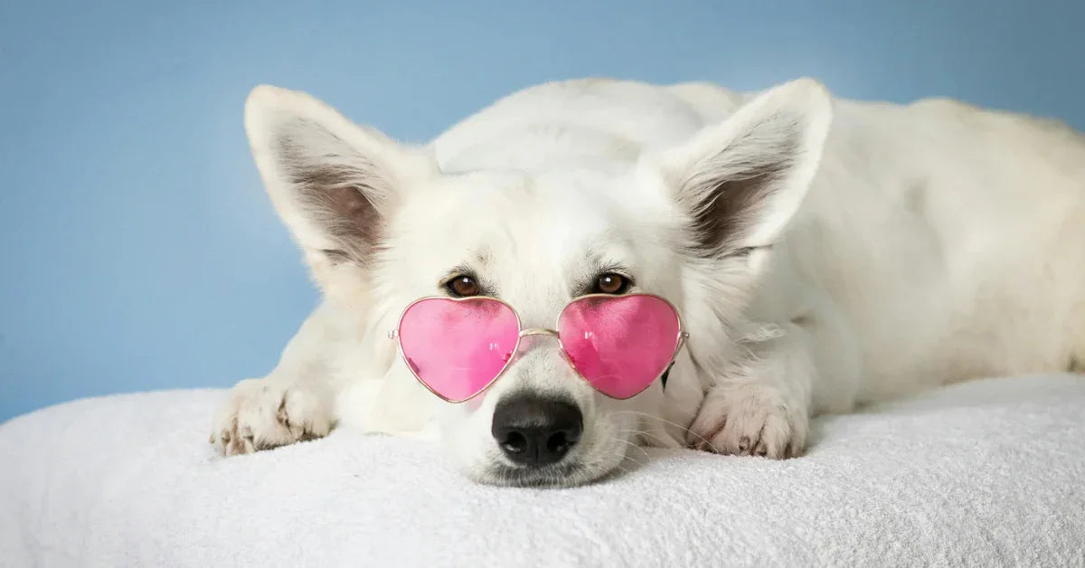 Abbonamento di prodotti per animali, cane e gatto, conviene si o no?