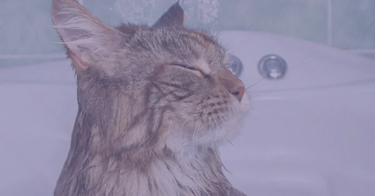Come lavare cani? Come lavare i gatti? Segui la guida di Manto Pet